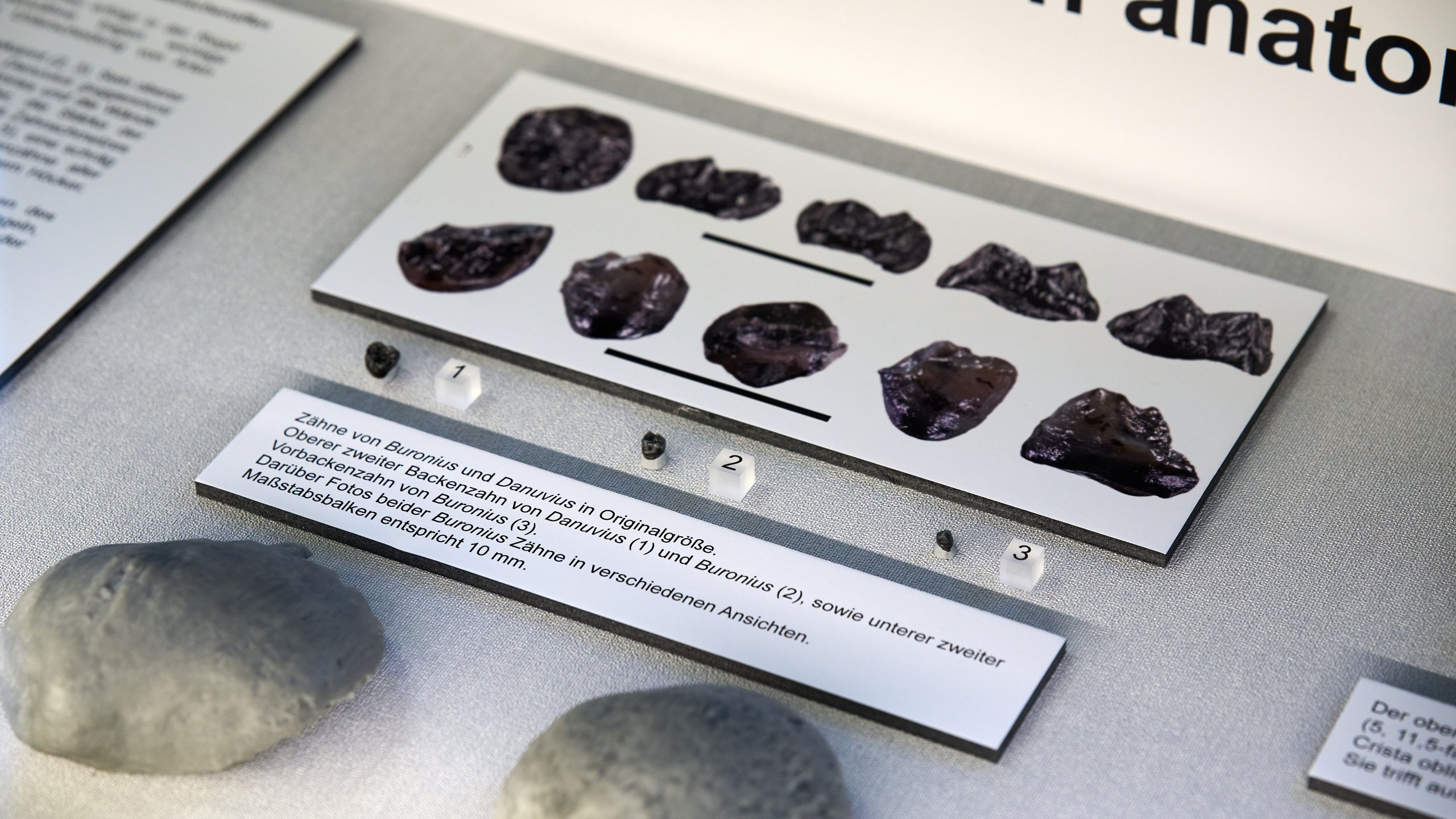 Close-up of a showcase comparing the teeth of th individual types