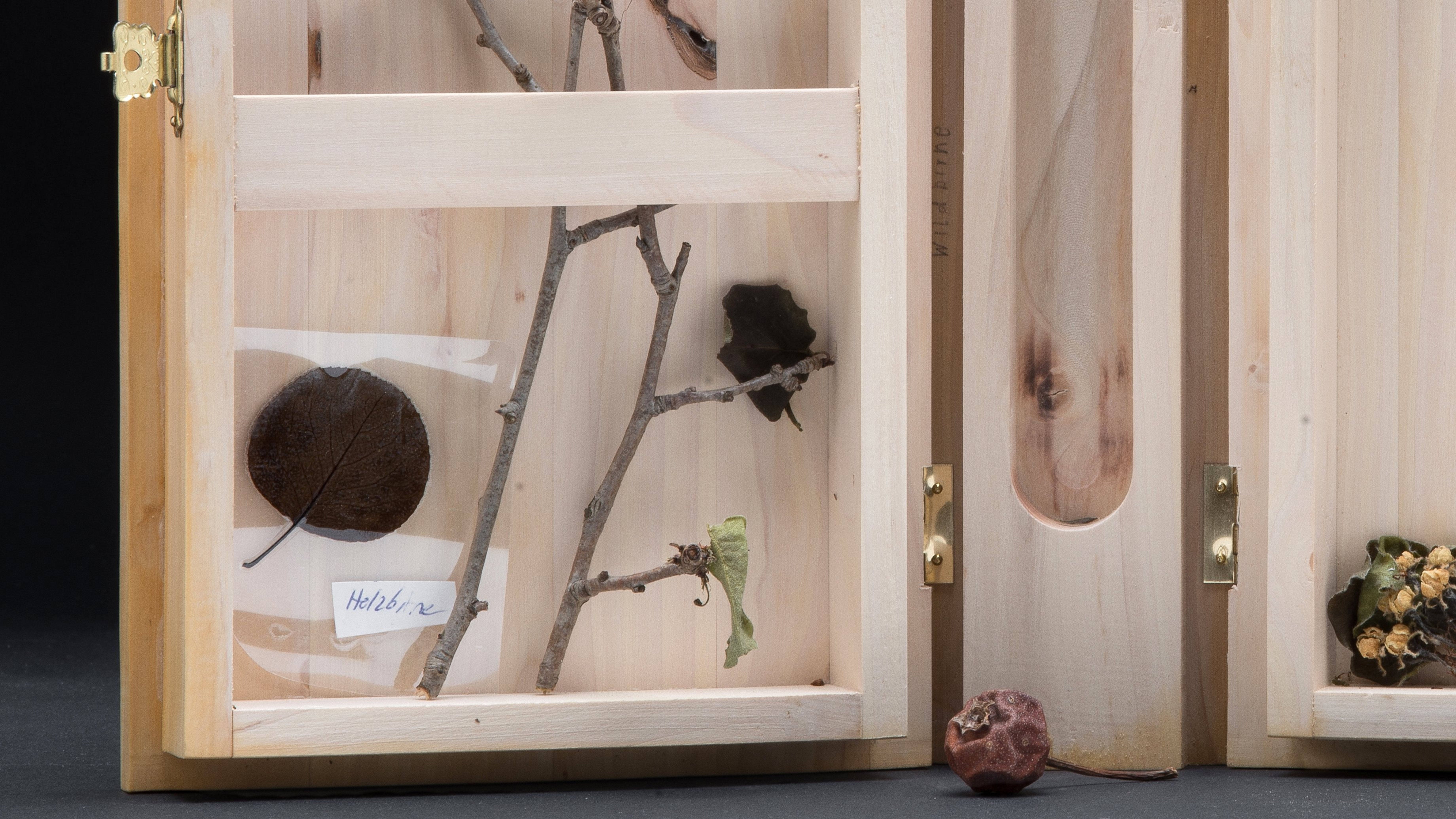 Wooden book of wild pear (Pyrus pyraster), herbarium xylotheque