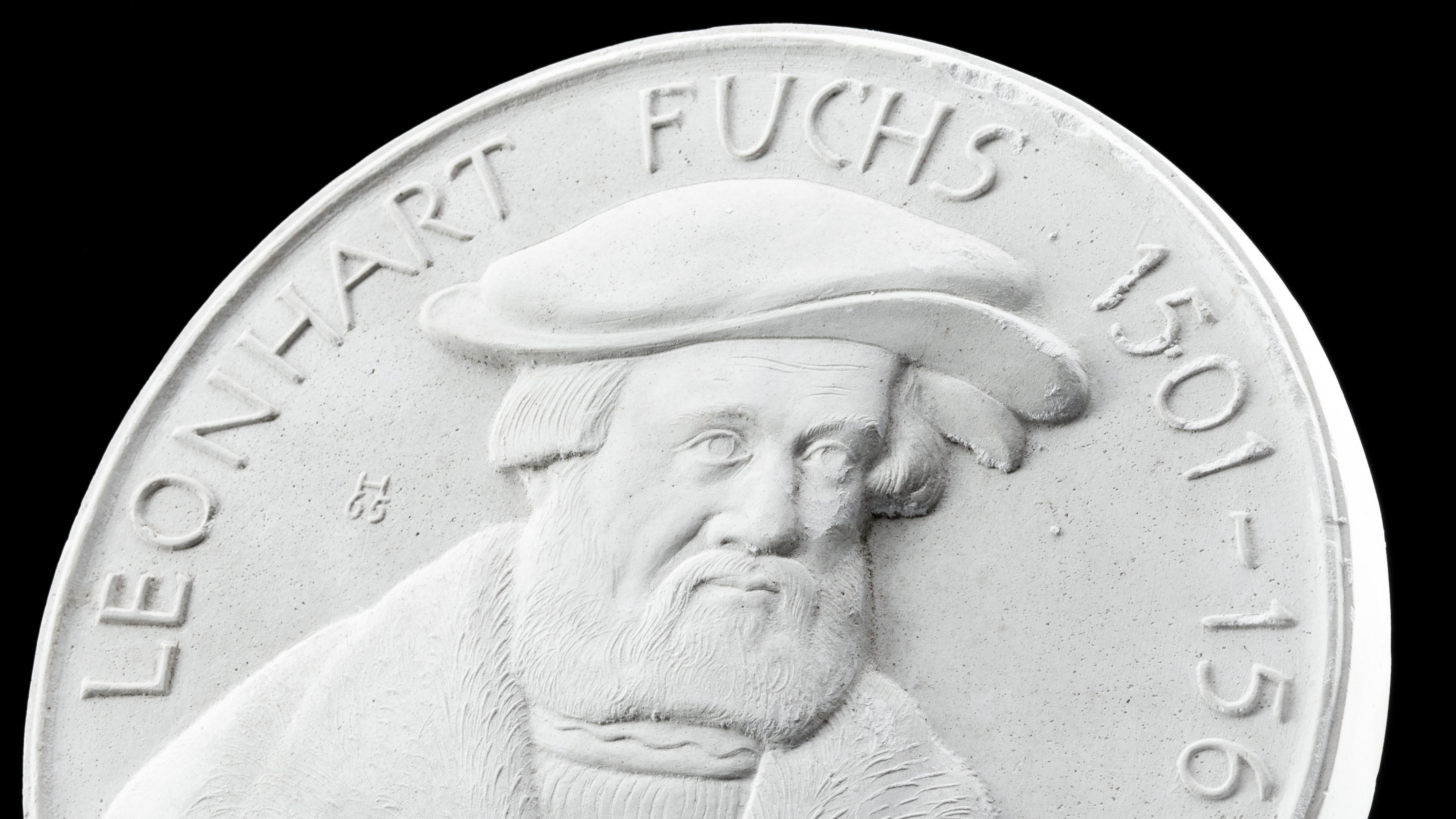 Seal preparatory work, Leonhart Fuchs, plaster