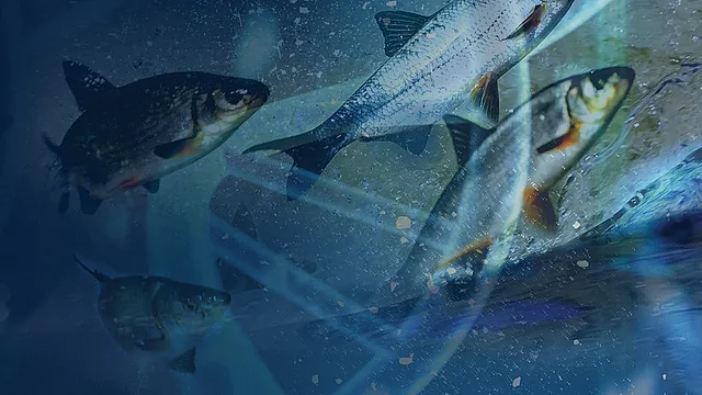 Dunkelblaues Buchcover mit Bild eines Fischschwarzms und einer stilisierten Doppelhelix im Hintergrund; oben Nennung der Autoren Kersten Hall und Ralf Dahm, unten der Titel "The Dawn Fisherman" und Untertitel "Friedrich Miescher and the Discovery of DNA".