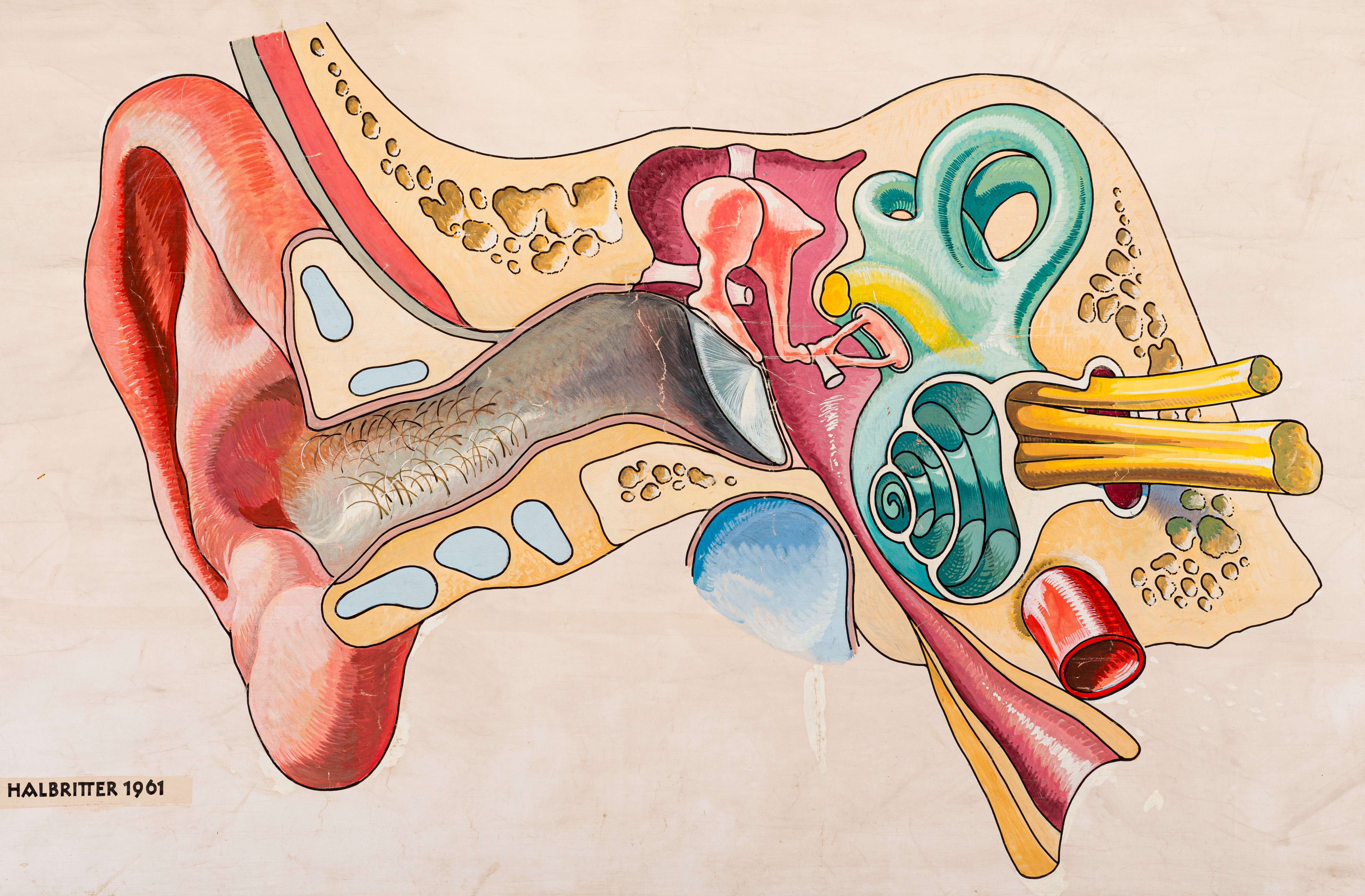 Pictorial representation of the auditory canal with hammer, anvil and stirrup, eardrum, cochlea and other structures