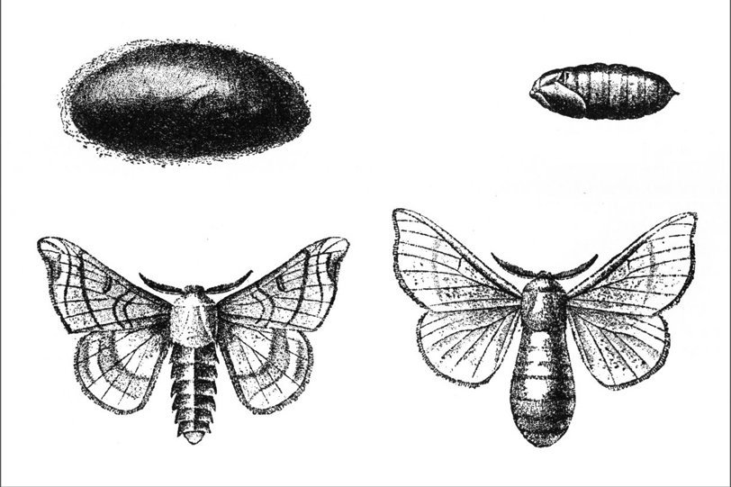 Abbildung: Metamorphosen des Seidenspinners © Museum der Universität Tübingen