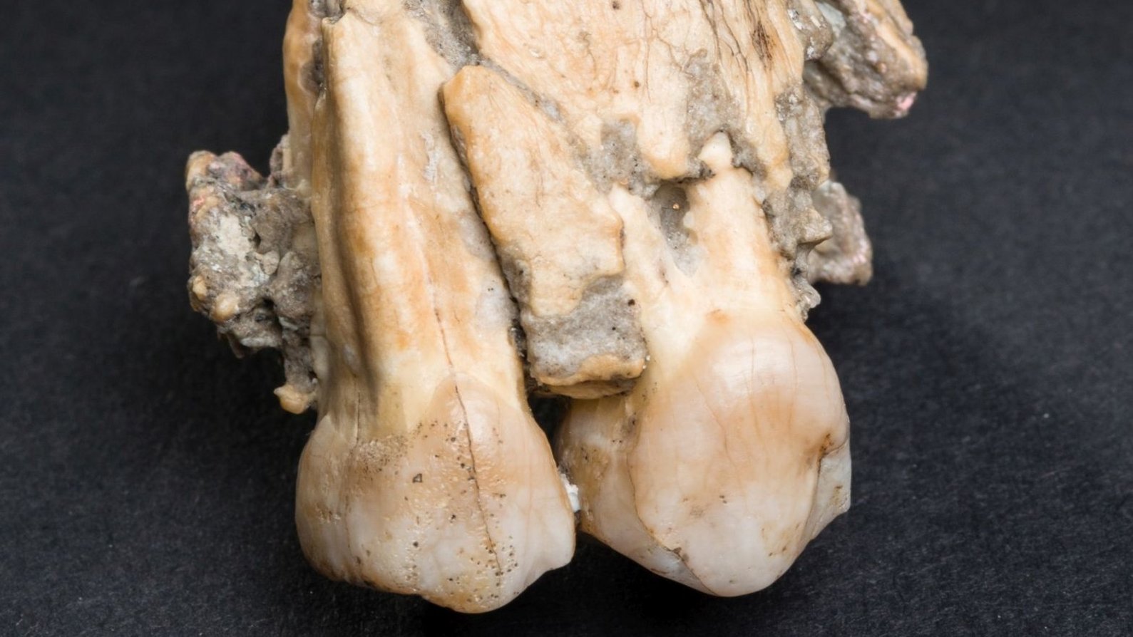 Fragment of a prehuman upper jaw with teeth, Australopithecus afarensis from Garusi (Tanzania; 3.6 million years old)