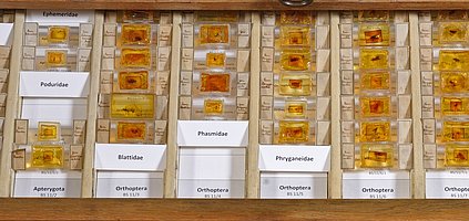 The University's Amber Collection, donated by the Jewish Prof. Walter Simon © MUT