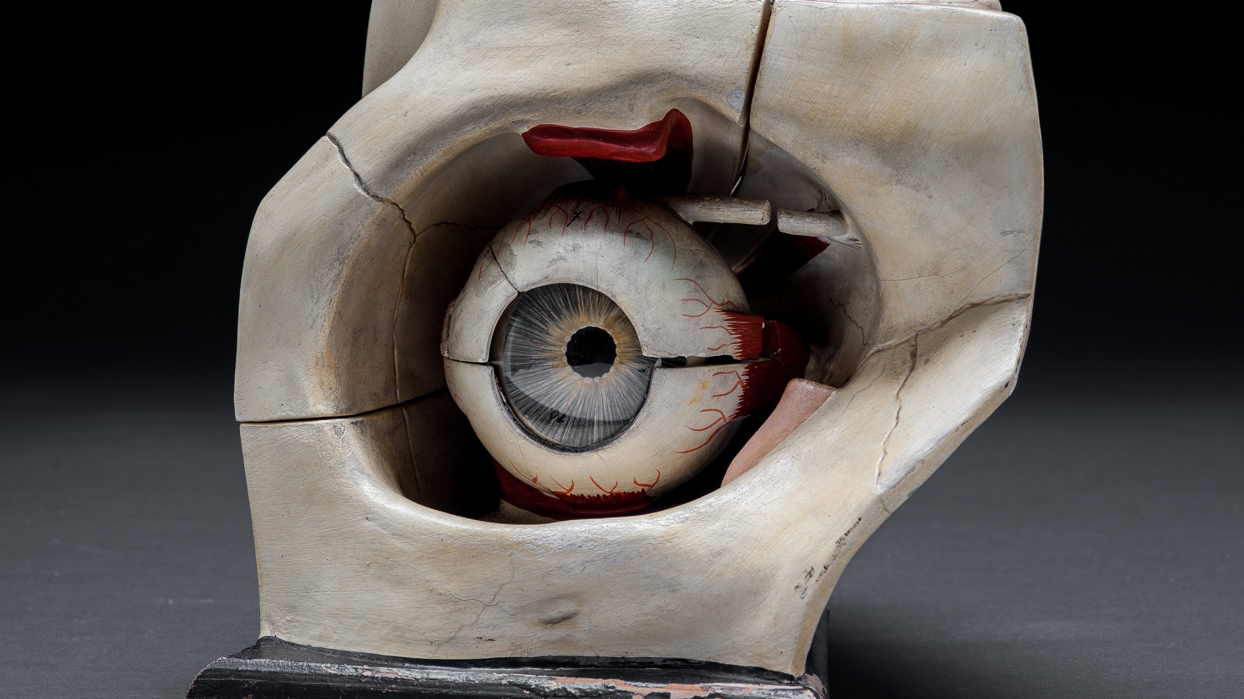 Model of an skull's eye socket with eyeball