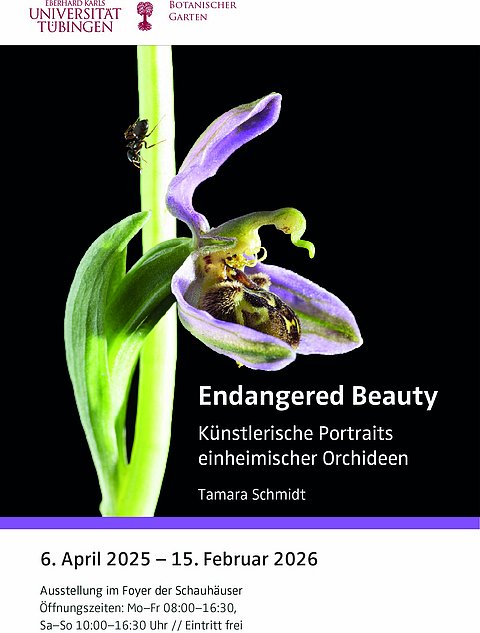 Foto: Tamara Schmidt Ausstellungsplakat mit dem Titel "Endangered Beauty. Künstlerische Portraits einheimischer Orchideen" von Tamara Schmidt, 6. April 2025–15. Februar 2026