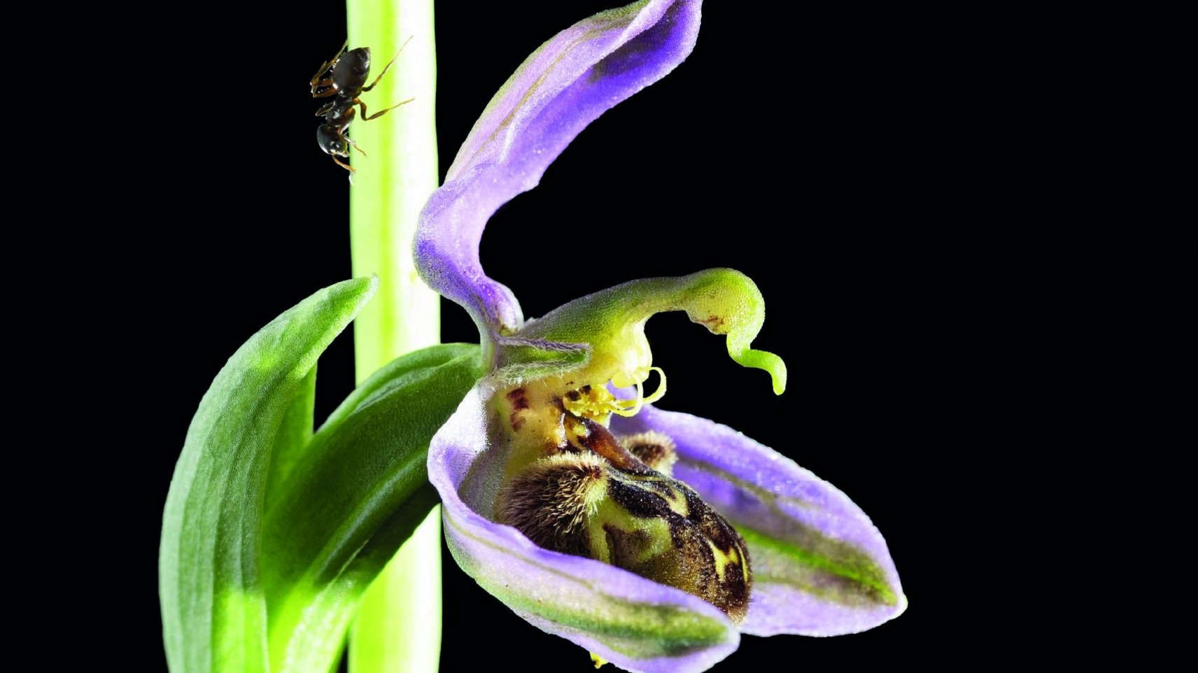 Makrofotographie einer Orchidee