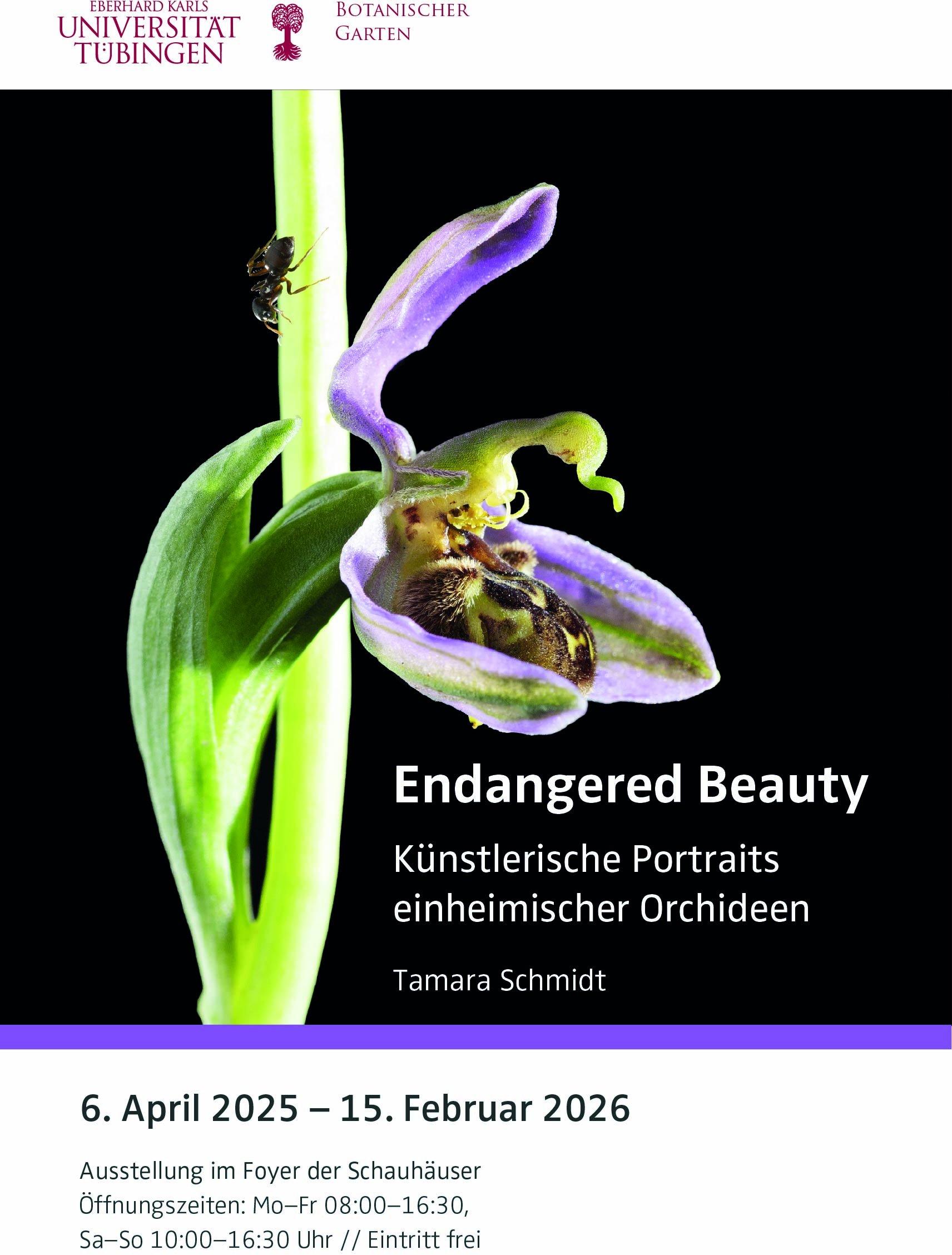 Ausstellungsplakat mit dem Titel "Endangered Beauty. Künstlerische Portraits einheimischer Orchideen" von Tamara Schmidt, 6. April 2025–15. Februar 2026