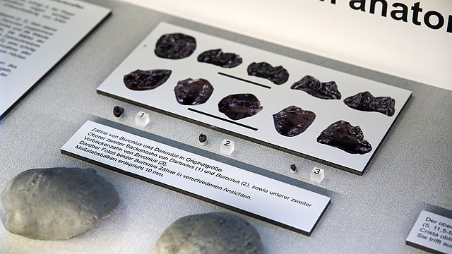 © MUT | Fabian Kurze Close-up of a showcase comparing the teeth of th individual types