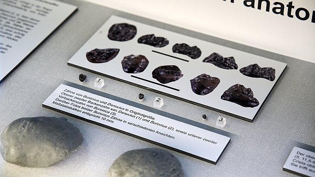 © MUT | Fabian Kurze Close-up of a showcase comparing the teeth of th individual types