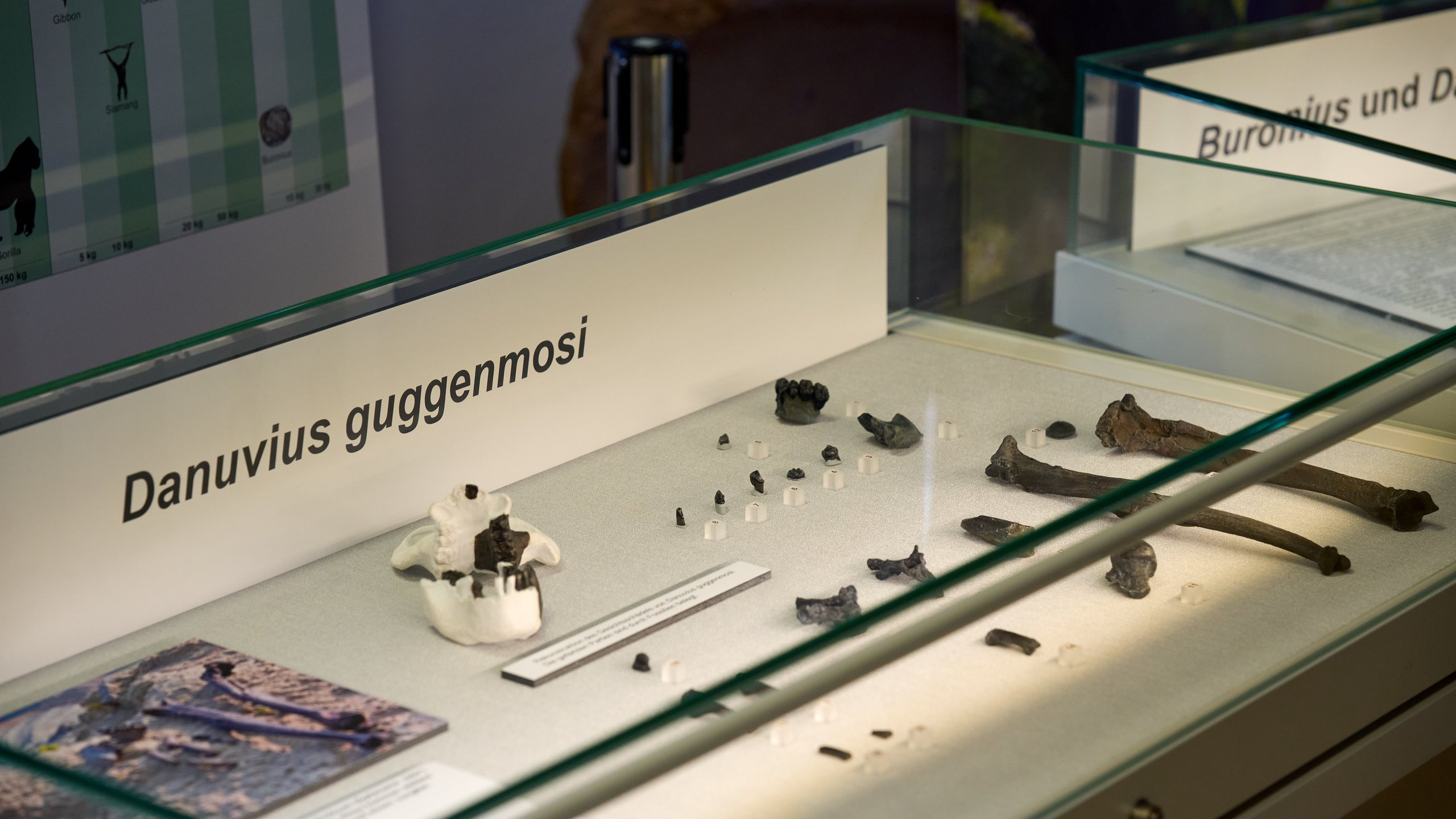 Showcase of sceletal remains of Danuvius guggenmosi