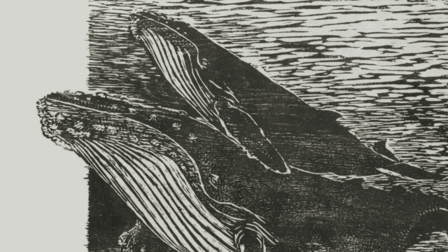 Druck eines Holzschnitts, der die vordere Hälfte zweier Wale rechts ins Bild ragend zeigt, darüber der Ausstellungstitel "Tierisch", darunter "Ausstellung in der Graphischen Sammlung am Kunsthistorischen Institut, 29. April–24. Juli 2026, Universitätsbibliothek (Bonatzbau), Wilhelmstraße 32, 72074 Tübingen, Öffnungszeiten: Di 13–16 Uhr und nach Vereinbarung (graphische.sammlung@uni-tuebingen.de)"