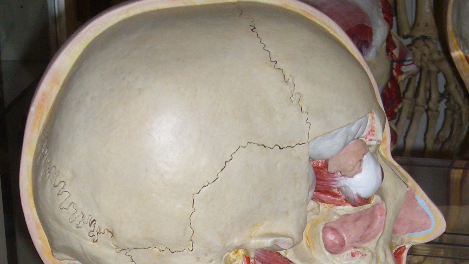 Detail of a model skull with muscle and other tissue, sectioned in profile view