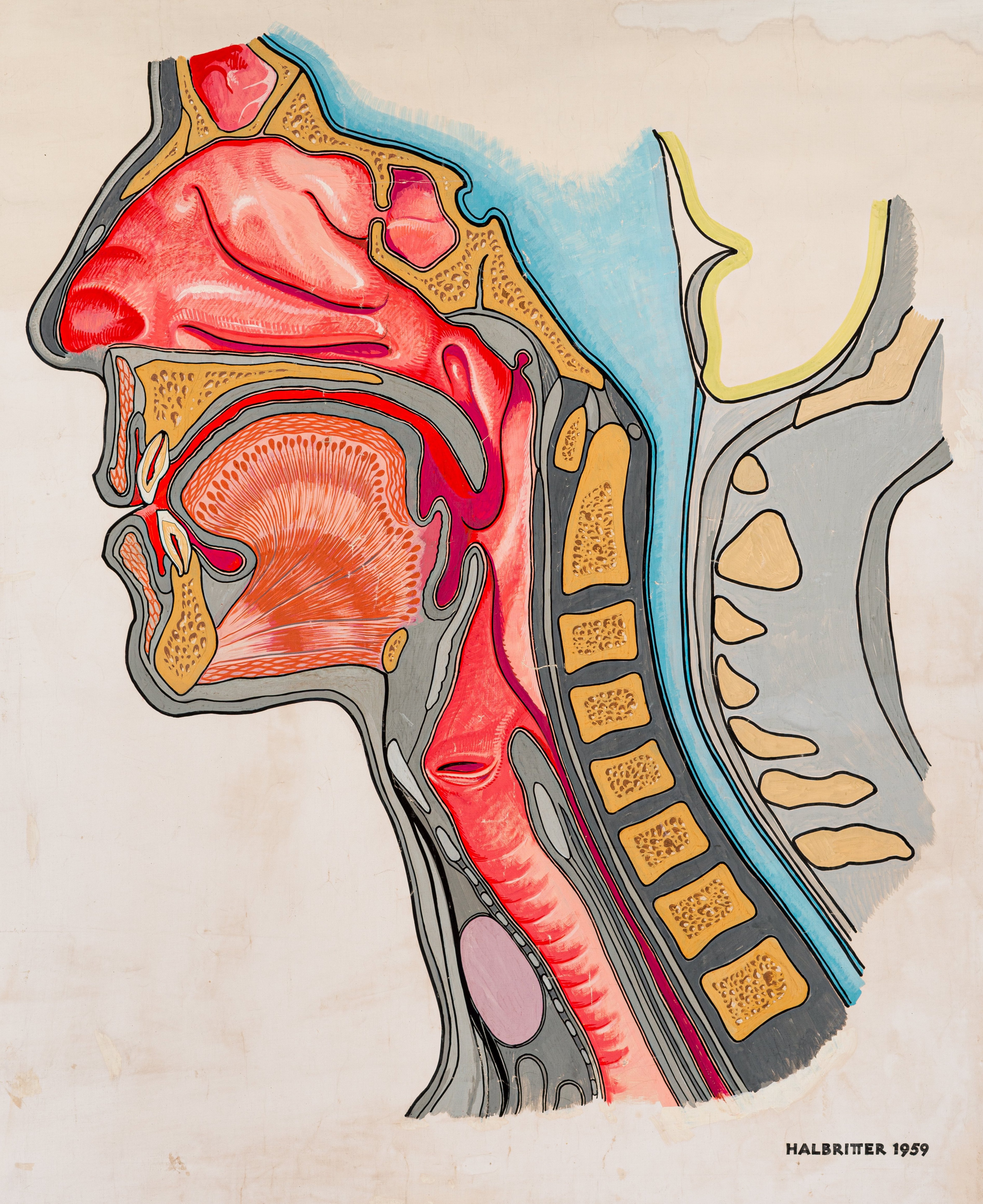 Sagittal cross section of the head including esophagus, trachea and spine