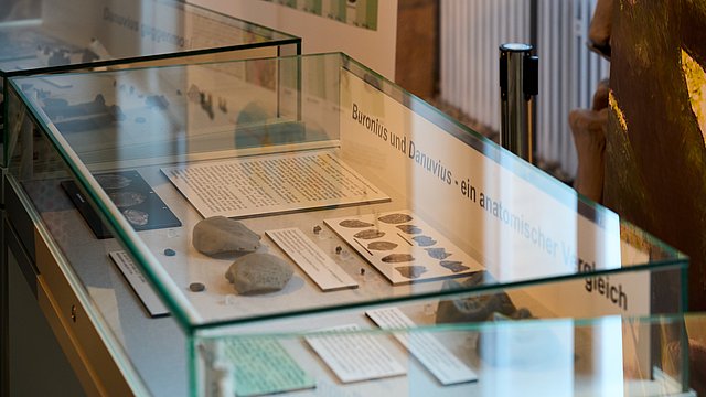 © MUT | Fabian Kurze Close-up of a showcase showing the direct comparison of the individual types