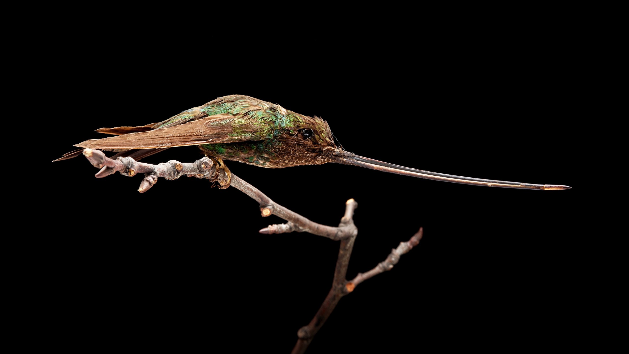 Abbildung: Zoologische Sammlung © Museum der Universität Tübingen/Valentin Marquardt