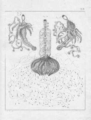 Ernst Haeckel: Physophora magnifica