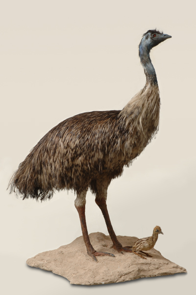 Emu mit Küken (Dromaius Novaehollandiae)