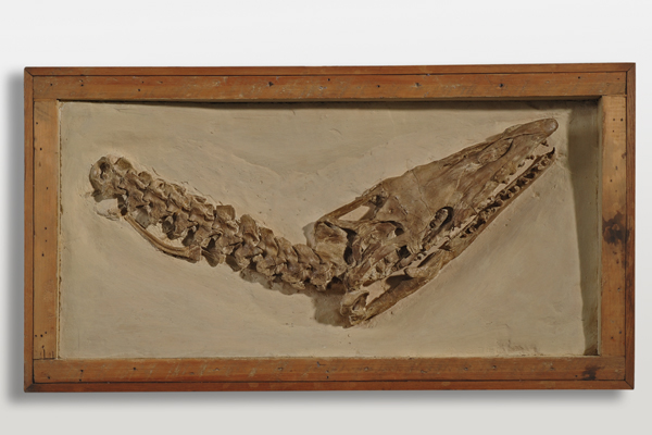 Mosasaurier Platecarpus Coryphaeus (Cope, 1872)